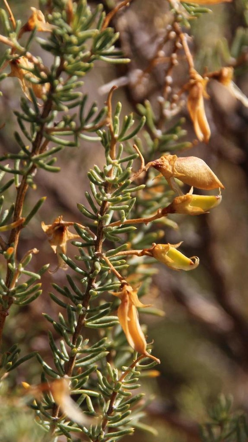 Aspalathus dianthopora photo 4