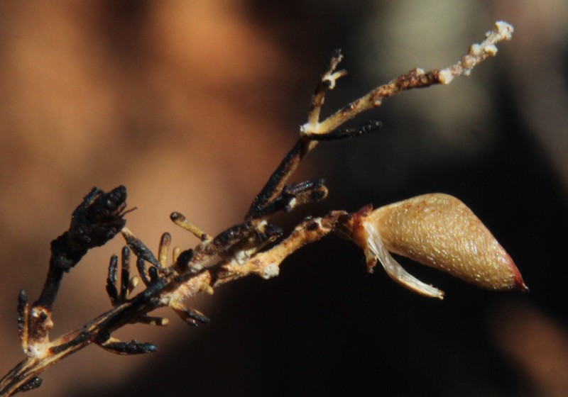 Aspalathus dianthopora photo 8