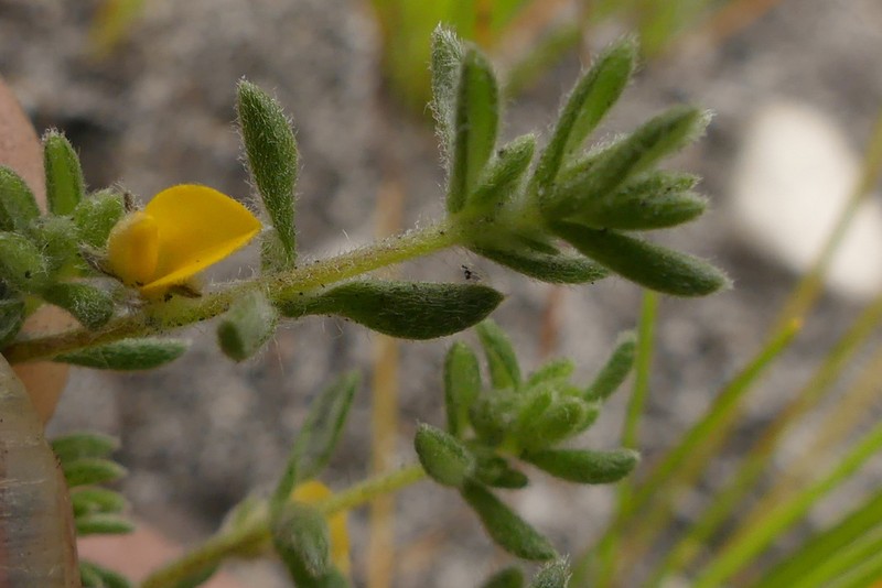 Aspalathus diffusa photo 2