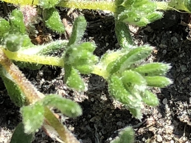 Aspalathus diffusa photo 3
