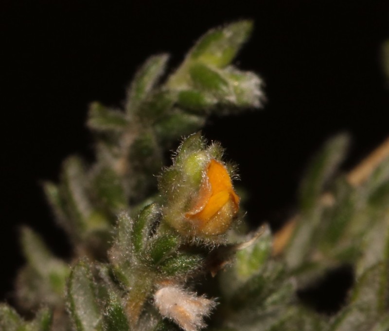 Aspalathus diffusa photo 4