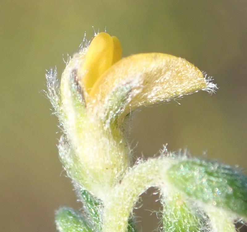 Aspalathus diffusa photo 5