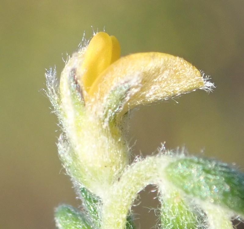 Aspalathus diffusa photo 7