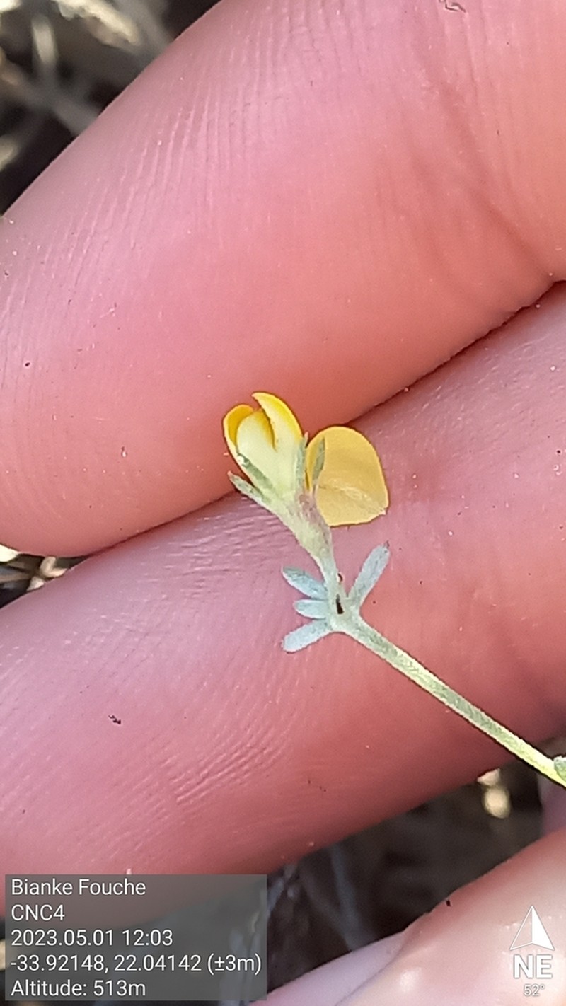 Aspalathus digitifolia