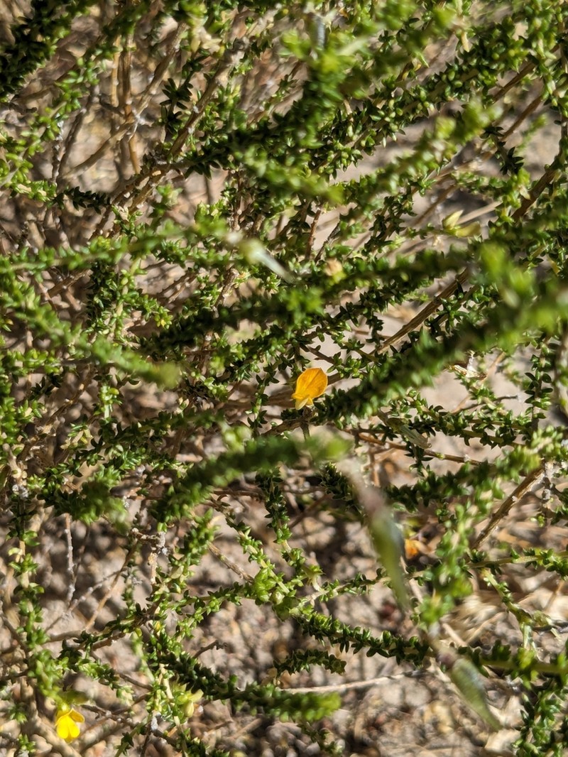 Aspalathus divaricata