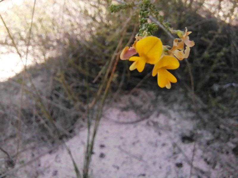 Aspalathus divaricata photo 2