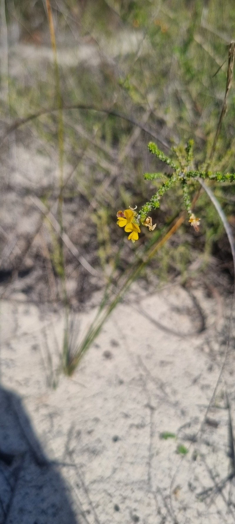 Aspalathus divaricata photo 3