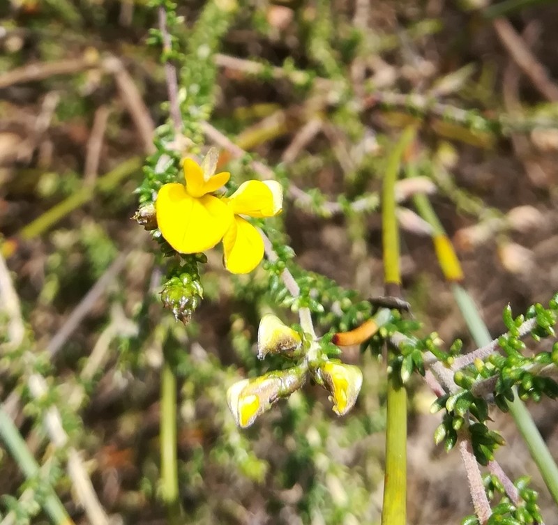 Aspalathus divaricata photo 4