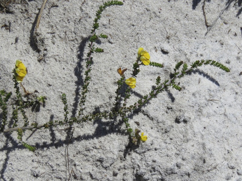 Aspalathus divaricata photo 6
