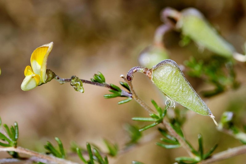 Aspalathus divaricata photo 8