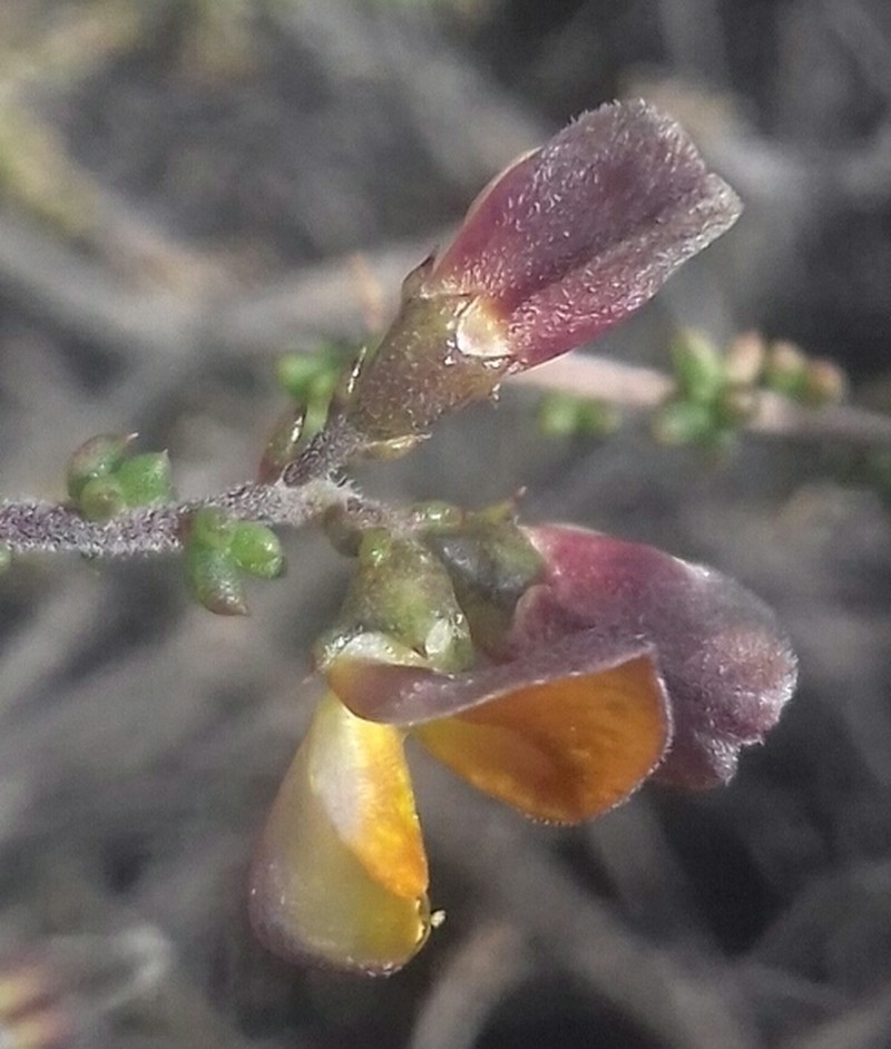 Aspalathus divaricata subsp. divaricata