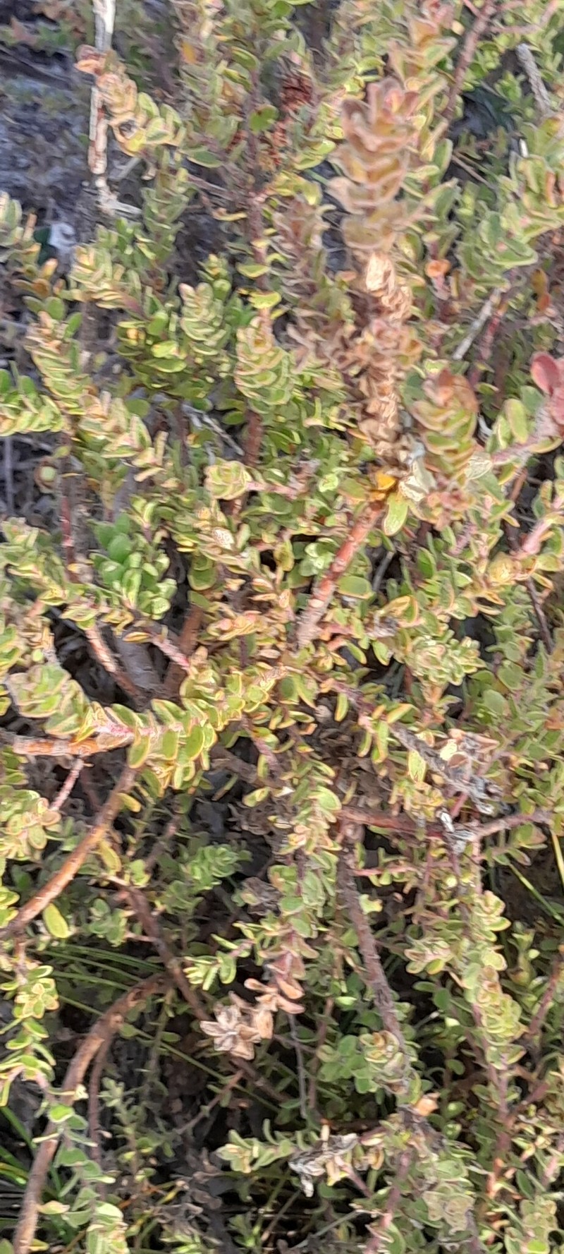 Aspalathus divaricata subsp. divaricata photo 2