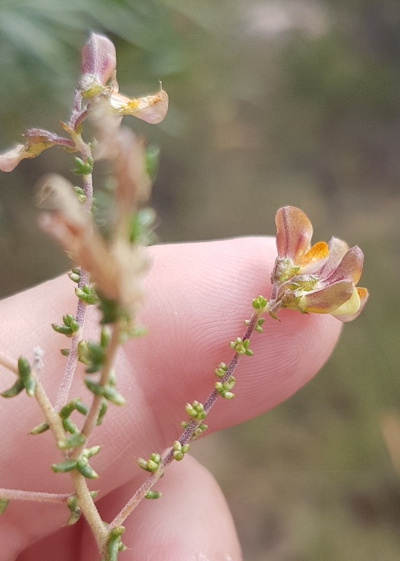 Aspalathus divaricata subsp. divaricata photo 3