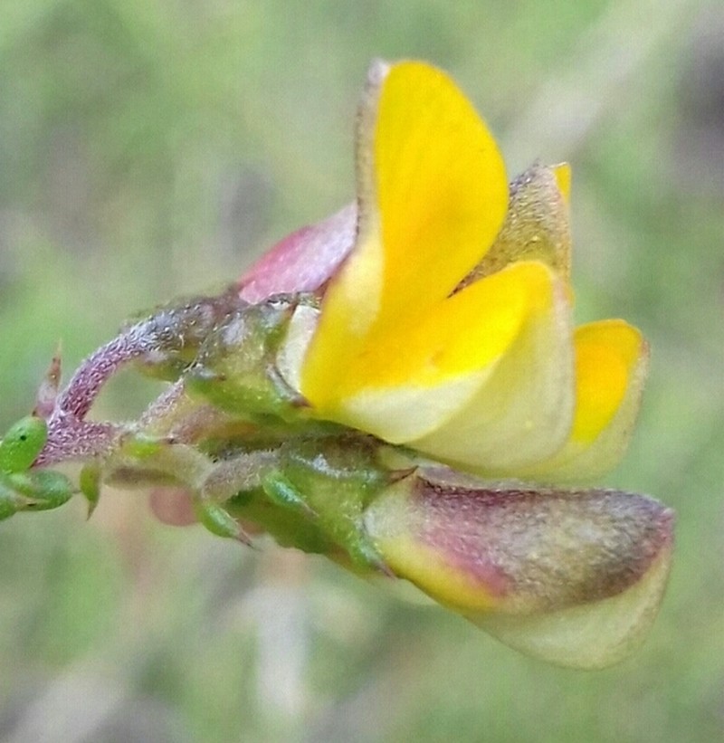 Aspalathus divaricata subsp. divaricata photo 4