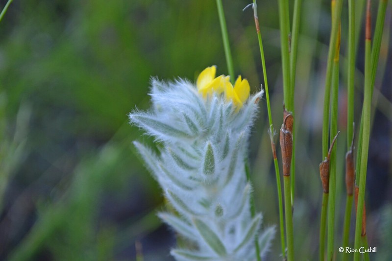 Aspalathus dunsdoniana