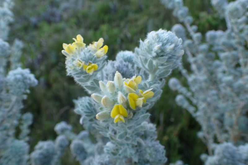 Aspalathus dunsdoniana photo 3