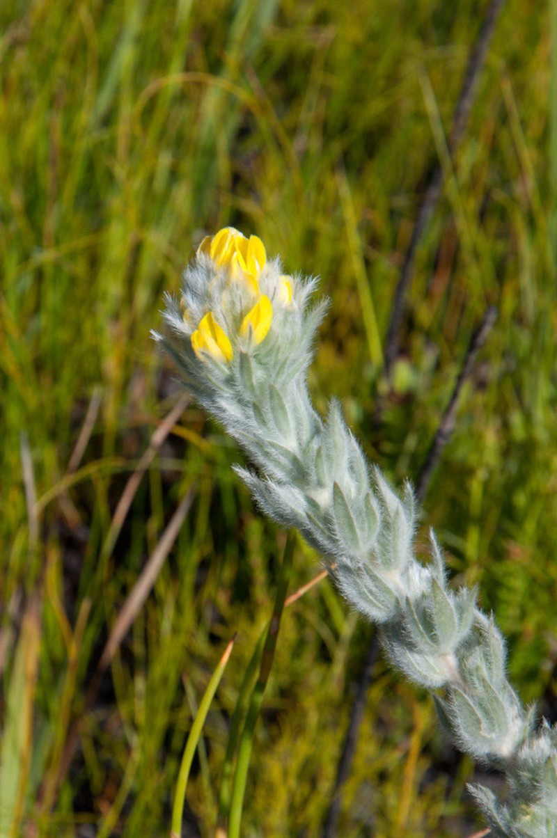 Aspalathus dunsdoniana photo 4