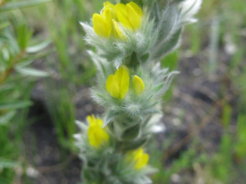 Aspalathus dunsdoniana photo 6