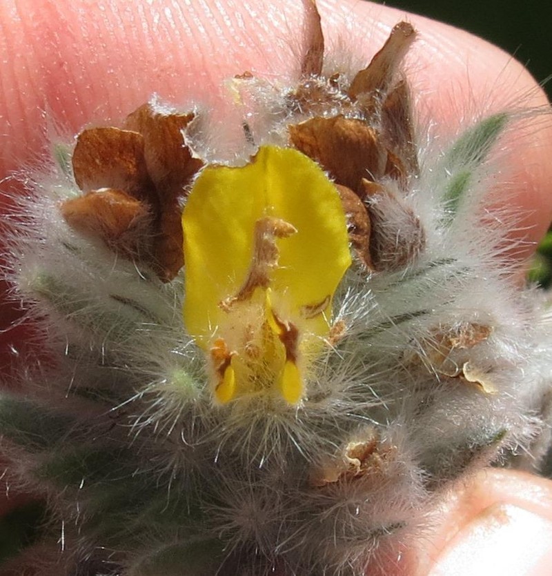 Aspalathus dunsdoniana photo 7