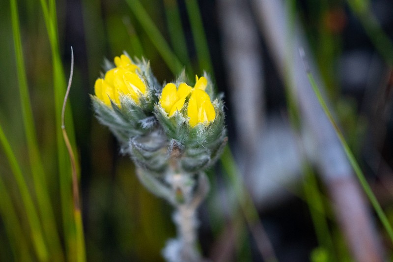 Aspalathus dunsdoniana photo 8