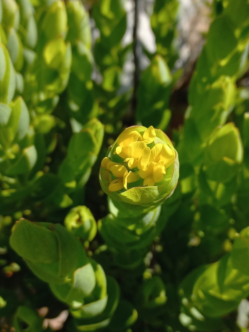 Aspalathus elliptica photo 2