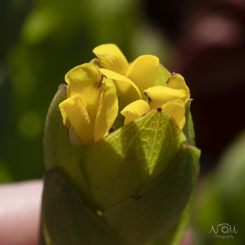 Aspalathus elliptica photo 3