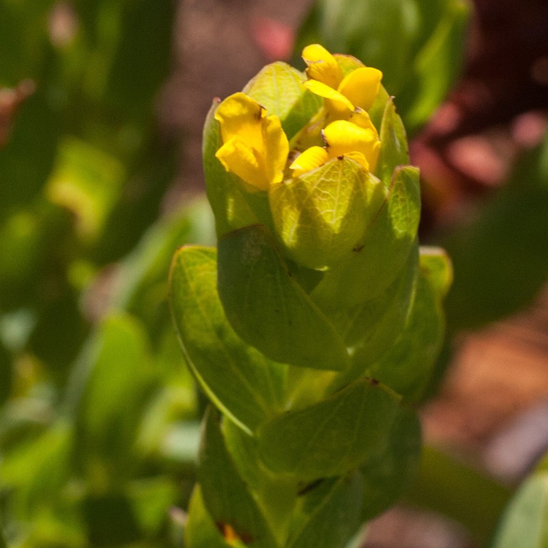 Aspalathus elliptica photo 4