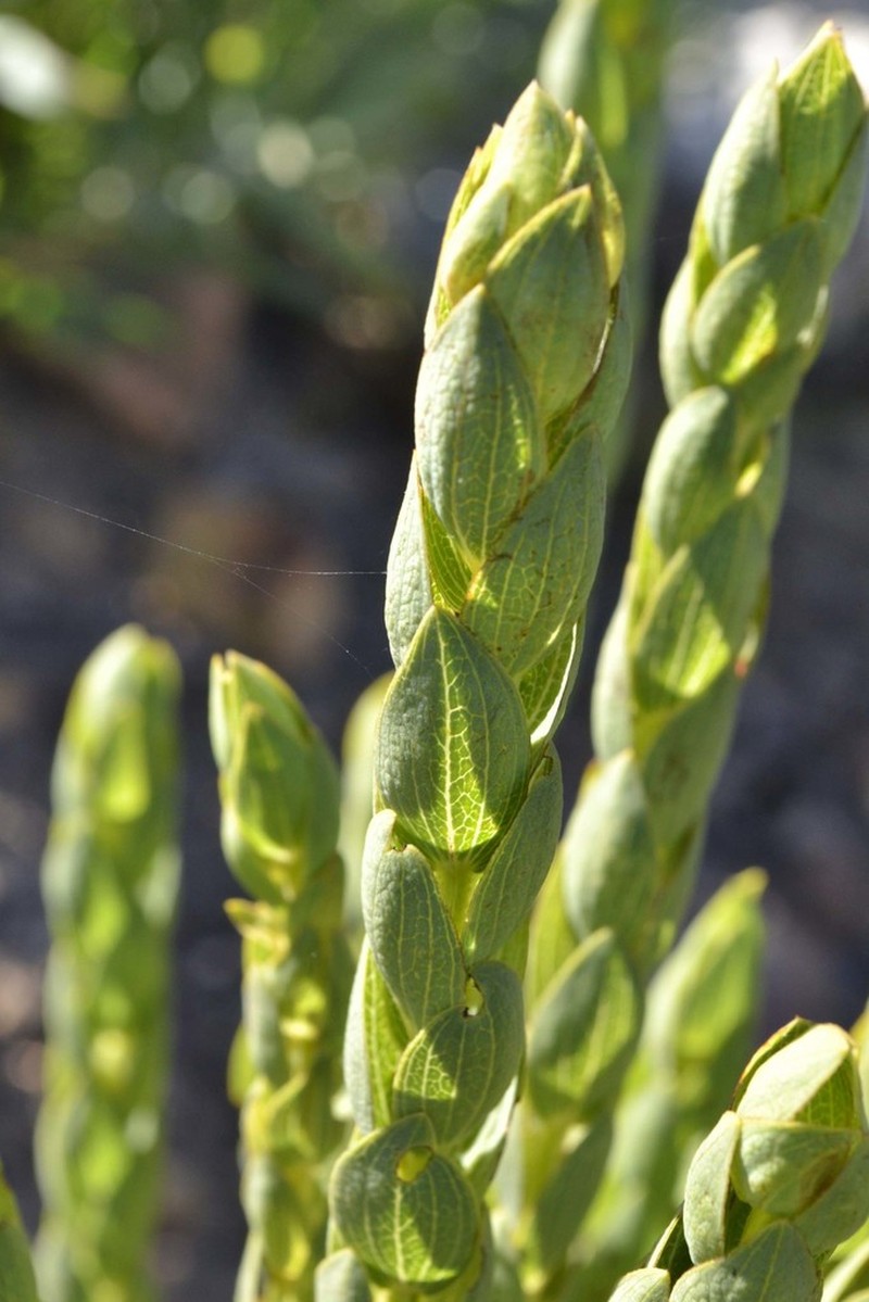 Aspalathus elliptica photo 5
