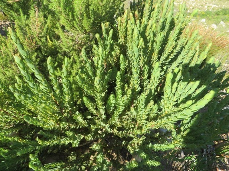 Aspalathus elliptica photo 6