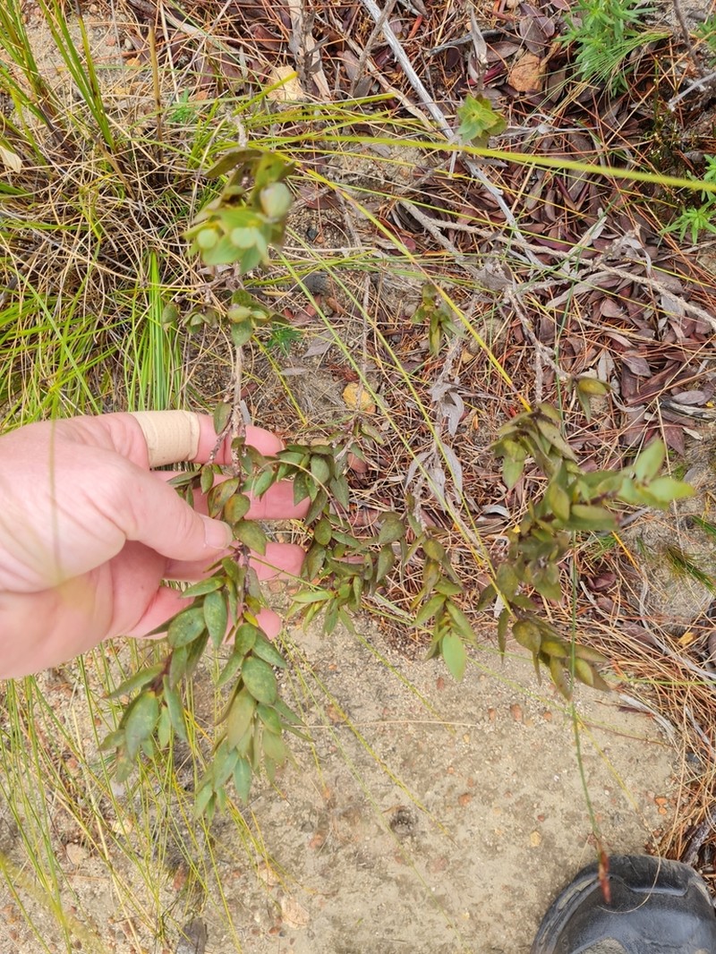 Aspalathus elliptica photo 7