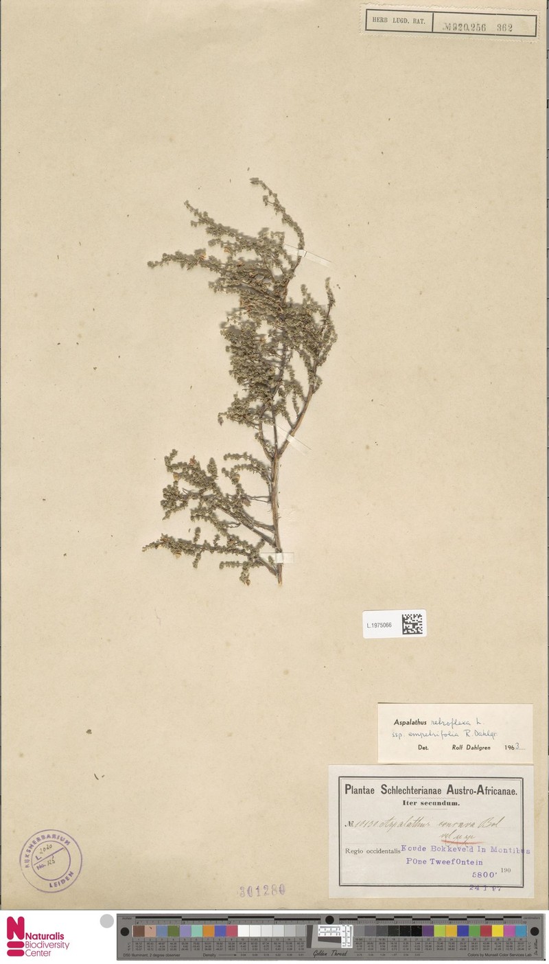 Aspalathus empetrifolia