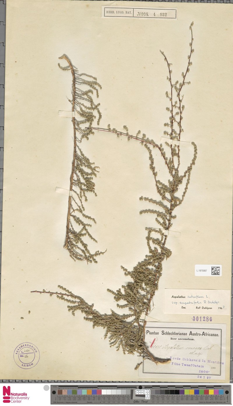 Aspalathus empetrifolia photo 2