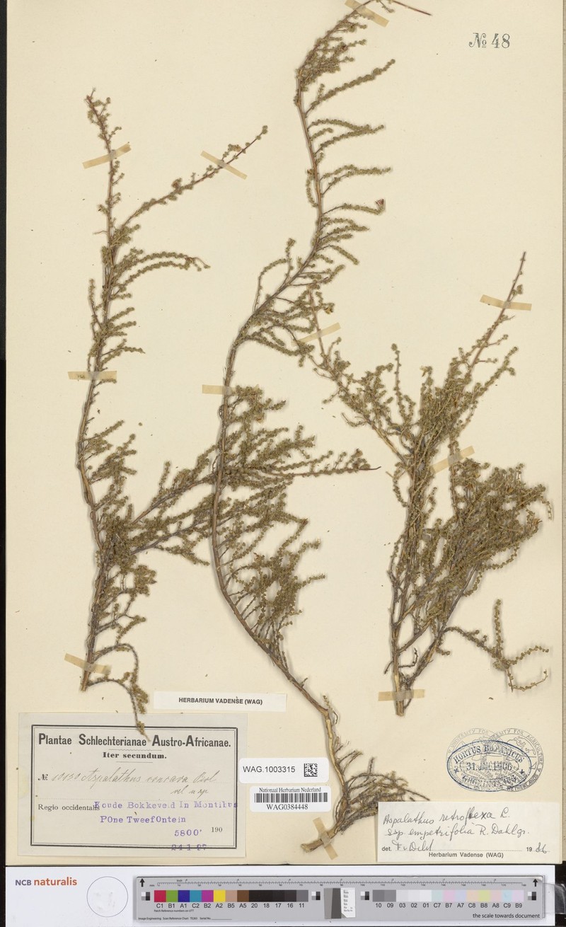 Aspalathus empetrifolia photo 3