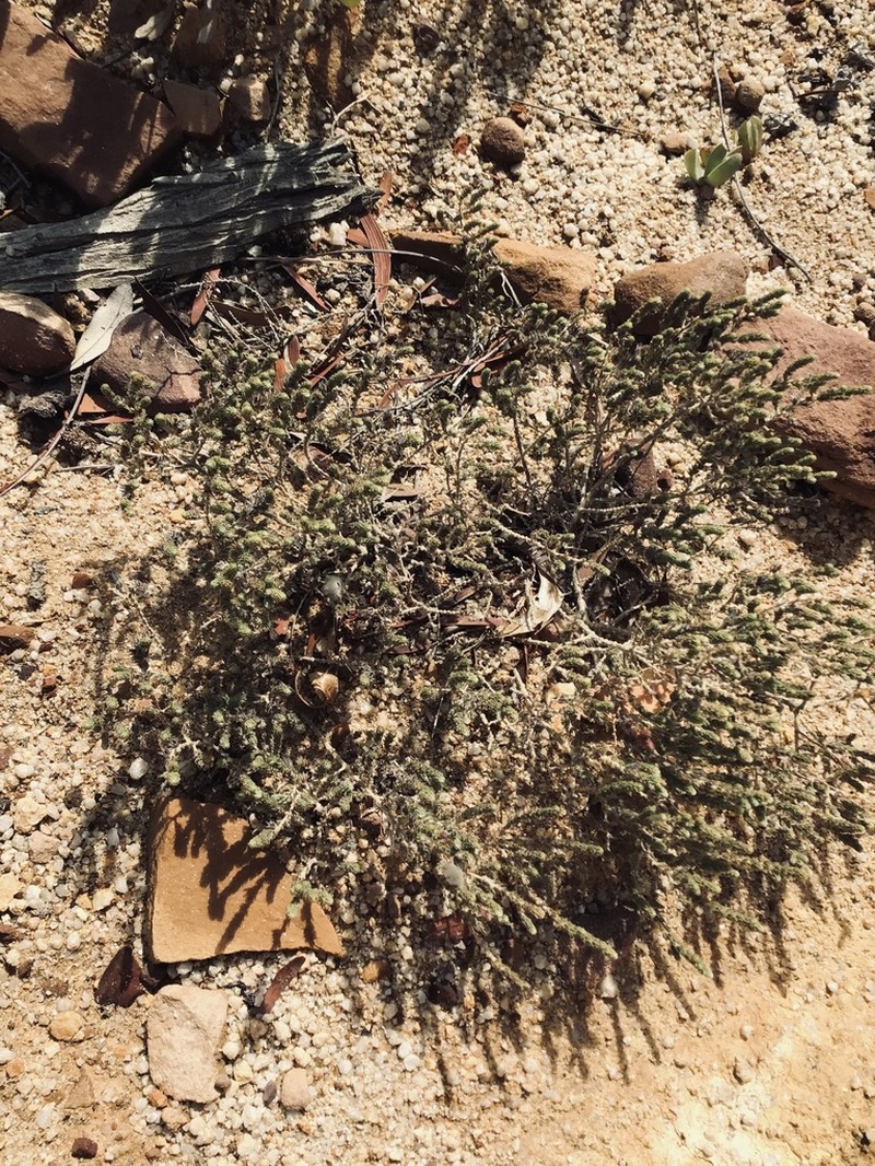 Aspalathus ericifolia