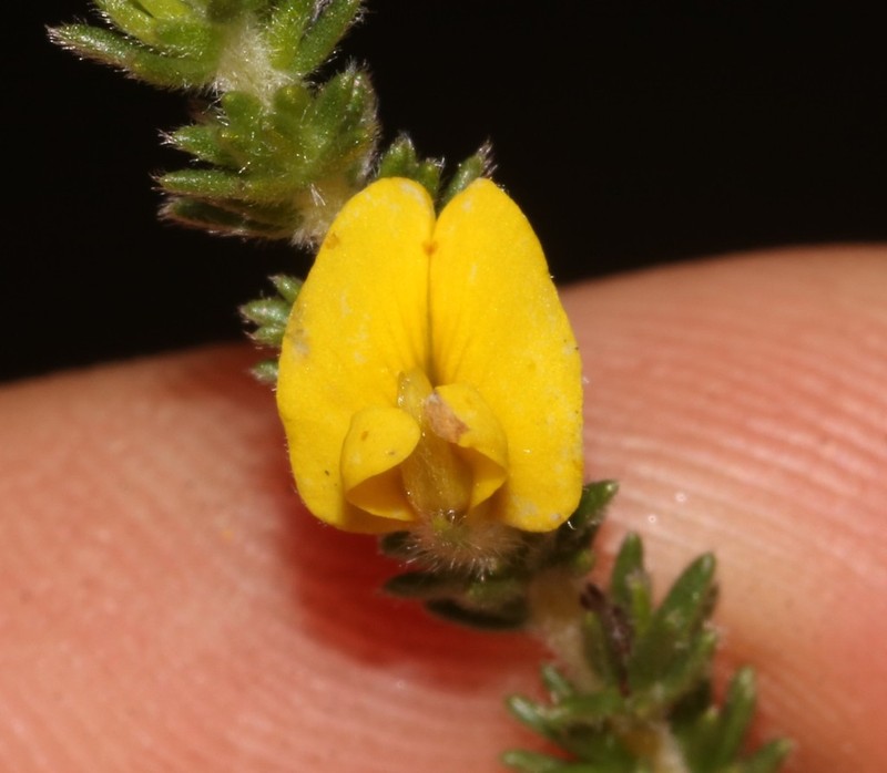 Aspalathus ericifolia photo 2