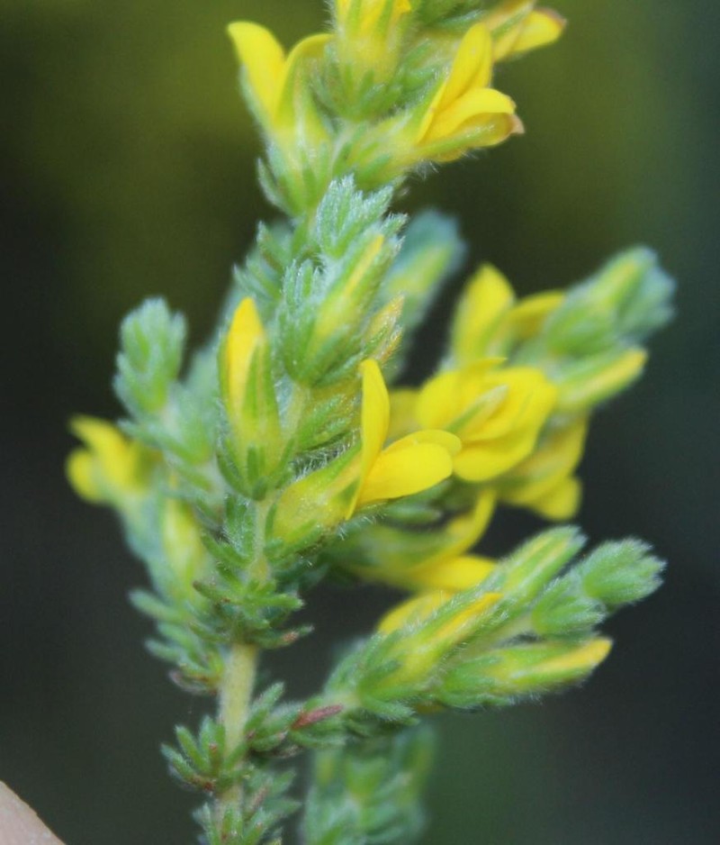 Aspalathus ericifolia photo 3