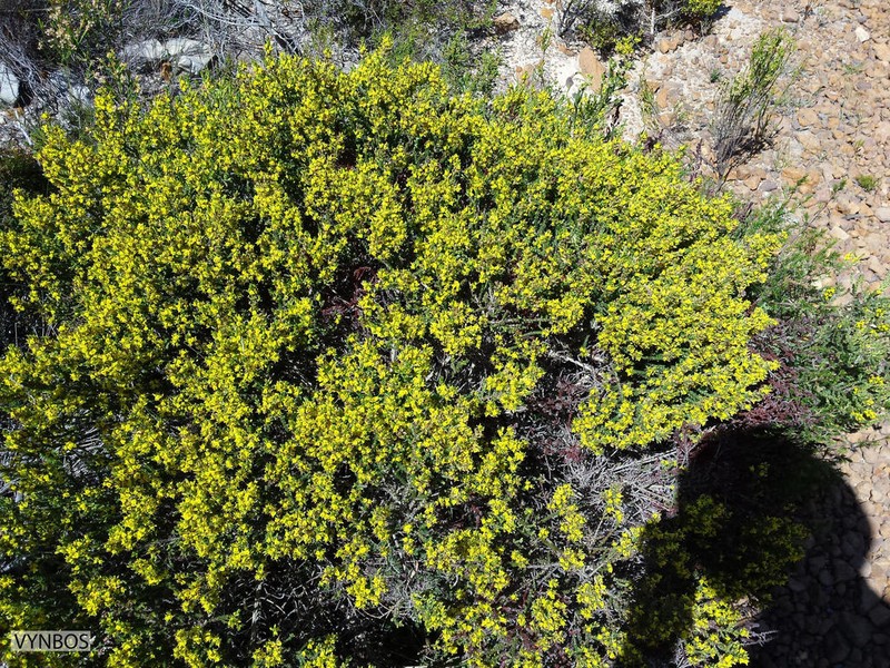 Aspalathus ericifolia photo 4
