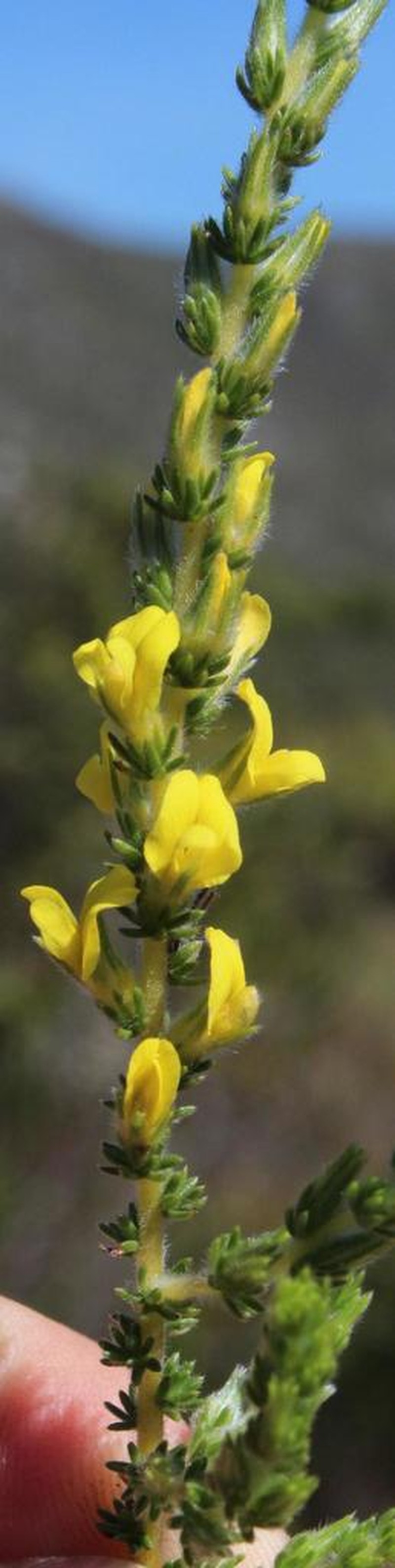 Aspalathus ericifolia photo 5