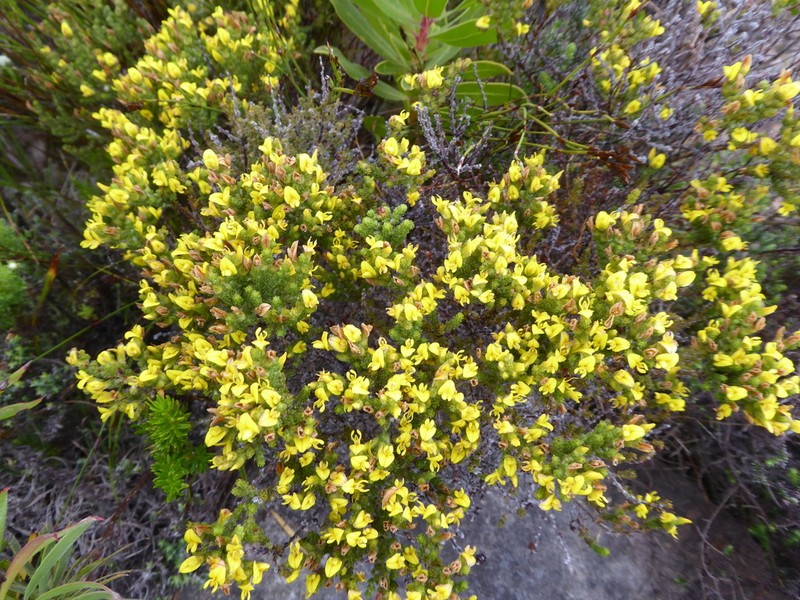 Aspalathus ericifolia photo 6