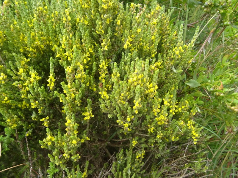 Aspalathus ericifolia photo 7