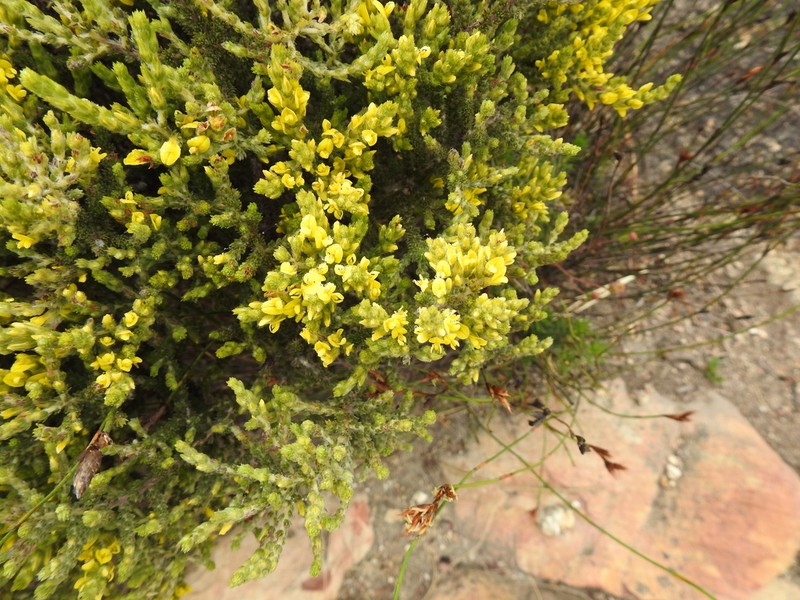 Aspalathus ericifolia photo 8