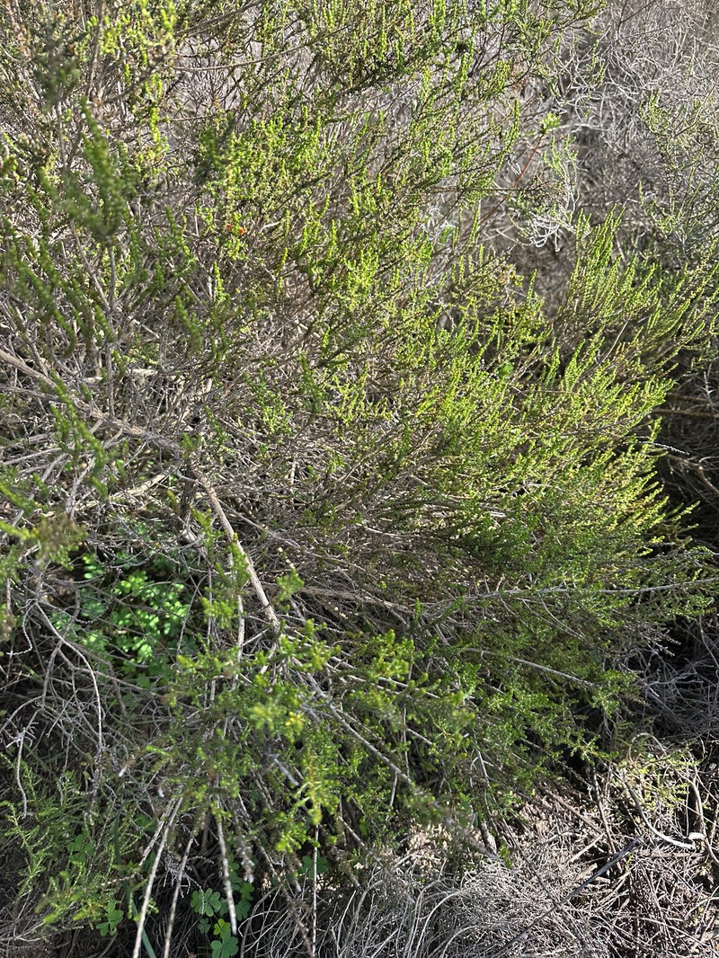 Aspalathus ericifolia subsp. ericifolia