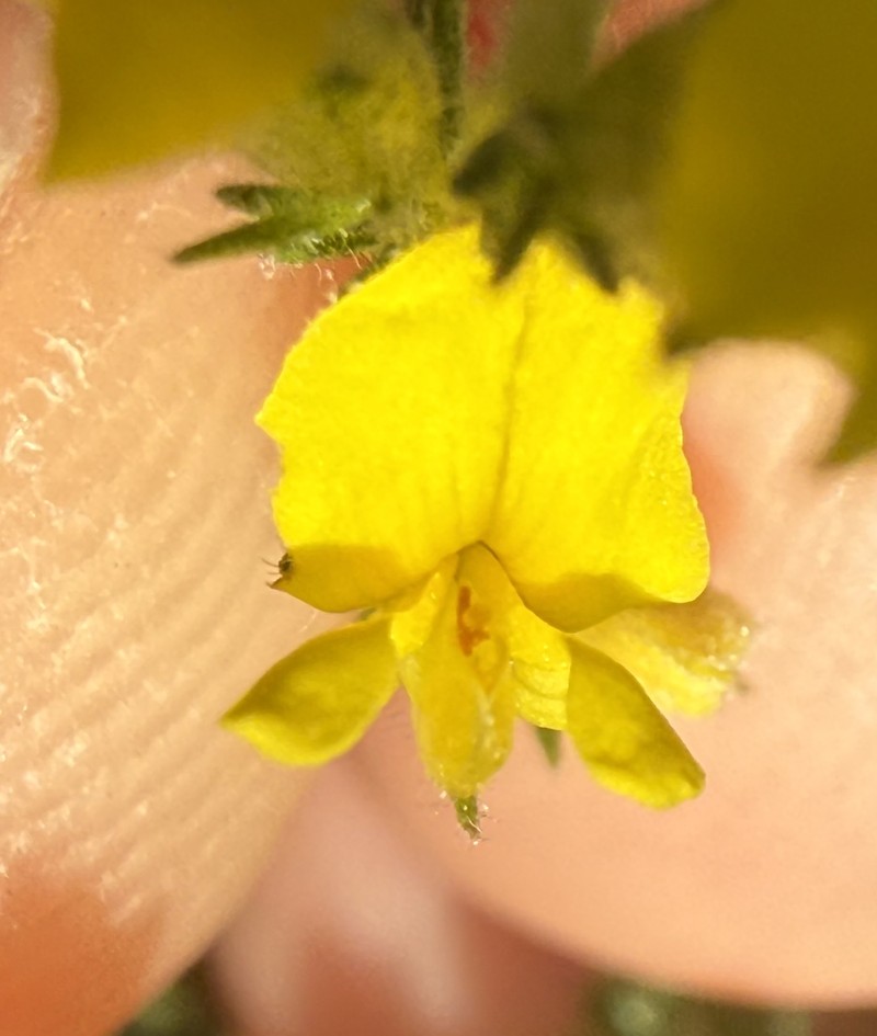 Aspalathus ericifolia subsp. ericifolia photo 2