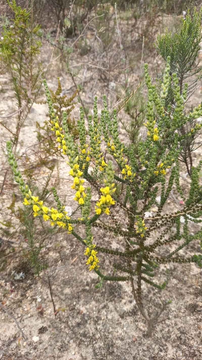 Aspalathus ericifolia subsp. ericifolia photo 3