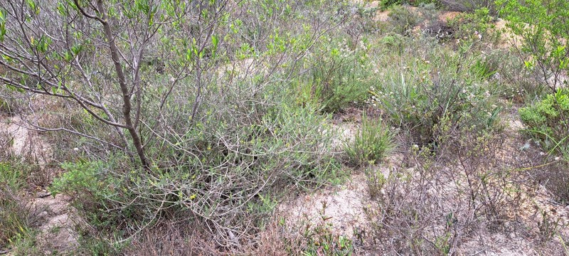 Aspalathus ericifolia subsp. ericifolia photo 4
