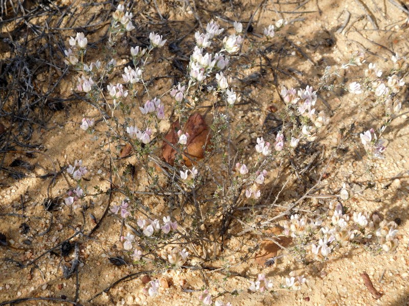 Aspalathus eriocephaloides photo 2