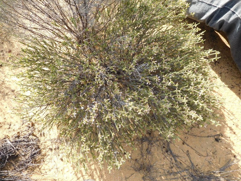 Aspalathus eriocephaloides photo 3