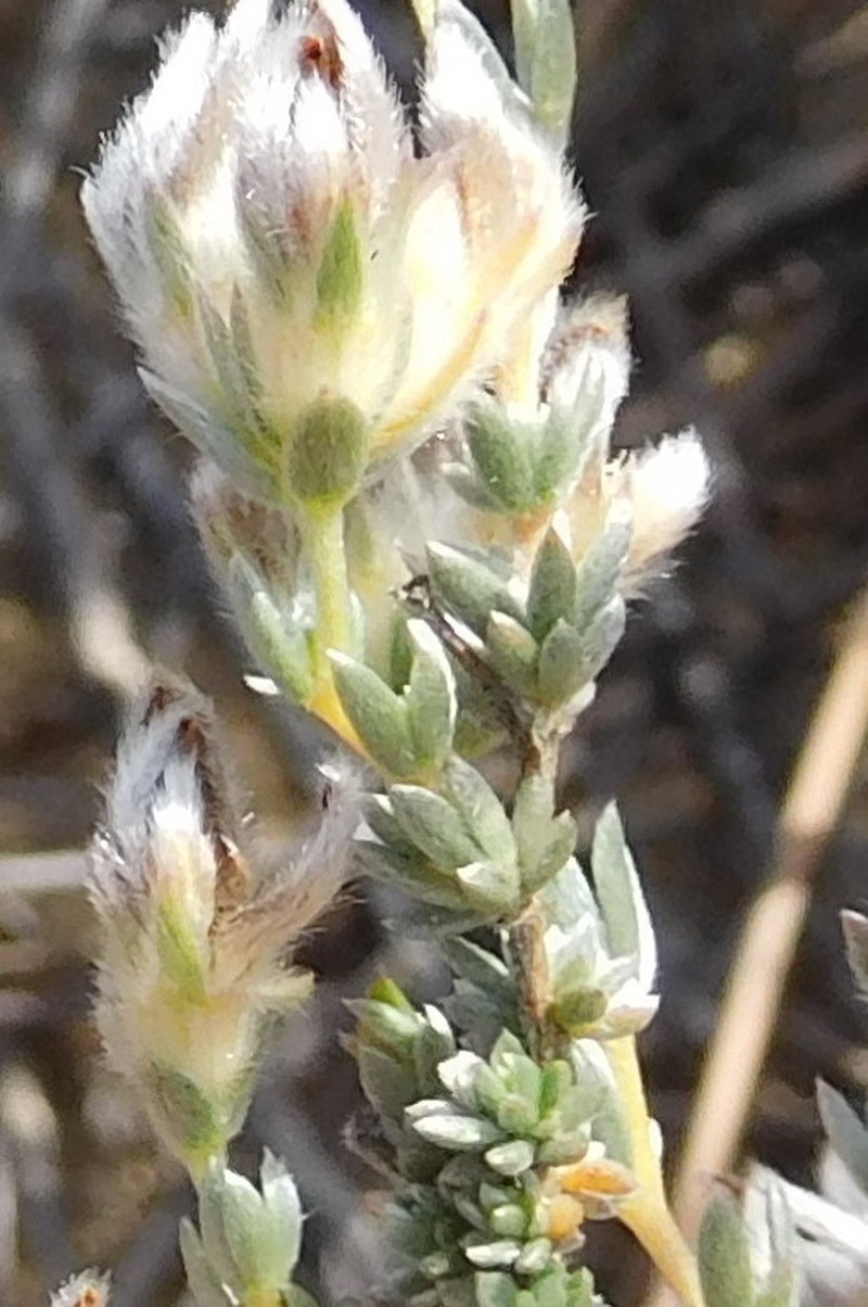 Aspalathus eriocephaloides photo 4