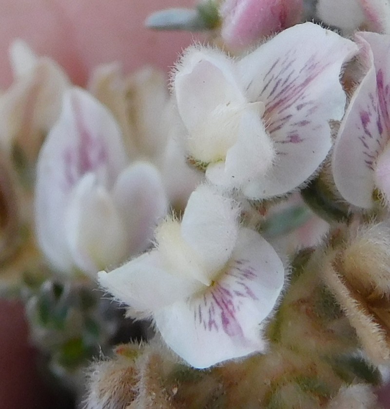 Aspalathus eriocephaloides photo 5