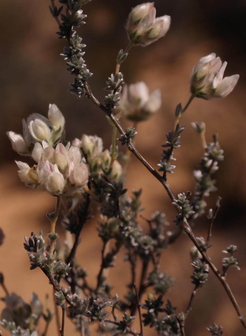 Aspalathus eriocephaloides photo 6